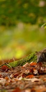 Hérisson,Arbres,Feuilles,Mousse,Animal,Automne,Animaux