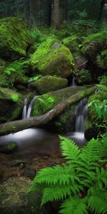 Moss,Stones,Waterfall,Nature,Fern