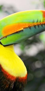 Le Bec,Bec,Animaux,Multicolore,Hétéroclite,Oiseau Tropical,Toucan