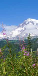 Mount Rainier National Park,Nature,Mountains,Forest,Flowers