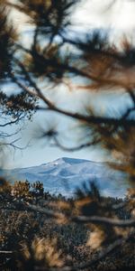 Naturaleza,Árboles,Montaña,Sucursales,Ramas