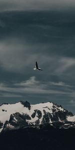 Mountain,Flight,Gull,Nature,Seagull,Bird,Animals