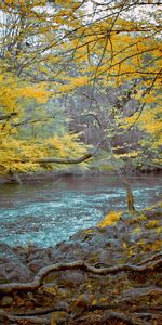 Automne,Noyaux,Nature,Forêt,Couler,Sombre,Rivière De Montagne