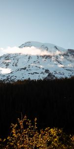 Mountain,Top,Forest,Snow Covered,Snowbound,Nature,Trees,Vertex