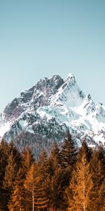 Mountain,Top,Snow Covered,Snowbound,Nature,Trees,Vertex,Forest