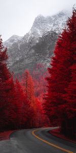 Mountain,Turn,Trees,Nature,Road,Landscape