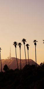 Mountains,Bush,Hollywood,Nature,Palms