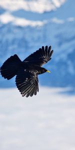 Choucas Des Alpes,Chough Alpin,Animaux,Montagnes,Vol,Oiseau