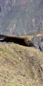 Mountains,Flight,Vulture,Animals