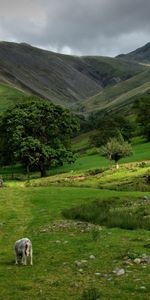 Mountains,Greens,Fence,Pony,Spaciousness,Scope,Nature,Pasture