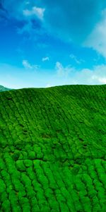 Mountains,Height,Nature,Plantation,Tea,Greens