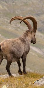 Mountains,Horns,Alpine Mountain Goat,Alpine Ibex,Animals