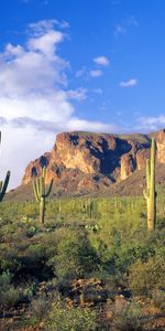 Montagnes,Cactus,Paysage