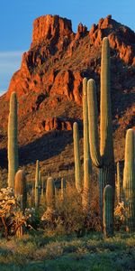 Montagnes,Cactus,Paysage