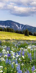 Mountains,Landscape,Fields