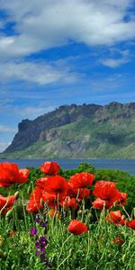 Coquelicots,Fleurs,Montagnes,Plantes,Paysage