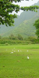 Paisaje,Árboles,Montañas