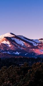 Aiguille,Montagnes,Branche,Forêt,Nature