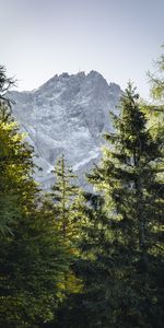 Mountains,Rocks,Branches,Fir,Spruce,Nature