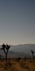 Naturaleza,Sabana,Madera,Noche,Árbol,Montañas,Cielo Estrellado