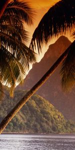 Montagnes,Palms,Paysage,Mer