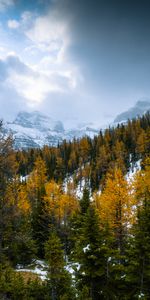 Montañas,Bosque,Cubierto De Nieve,Nevado,Naturaleza,Nieve,Paisaje