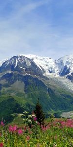 Alpes,Sommet,Fraîcheur,Hauts,Montagnes,Nature,Fleurs,Été