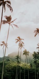 Montagnes,Nature,Palms,Végétation,Tropiques