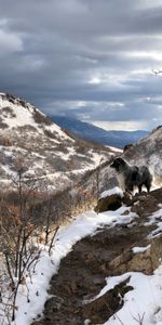 Mountains,Vertex,Dog,Tops,Spring,Nature