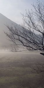 Bois,Brouillard,Enroulement,Sinueux,Haie,Nature,Montagnes,Arbre,Matin,Enclos,Tronc,Clôture,Escrime