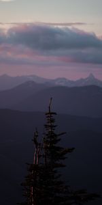 Mountains,Wood,Tree,Fog,Height,Nature,Landscape