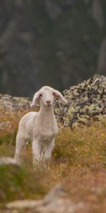 Animales,Joven,Joey,Cordero,Montañas,Oveja