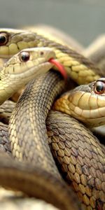 Beaucoup De,Multitude,Reptile,Serpents,Animaux