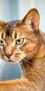 Muzzle,Abyssinian Cat,Animals,Cat