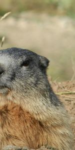 Animales,Roedor,Marmota,Bozal,Alpes