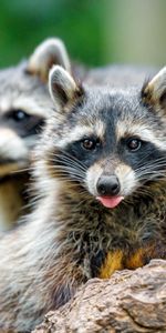 Muzzle,Animal,Protruding Tongue,Tongue Stuck Out,Raccoon,Animals