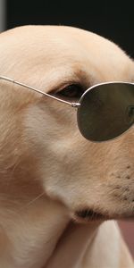 Muzzle,Animals,Dog,Sunglasses