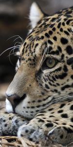 Jaguar,Animales,Bozal,Depredador,Gato Grande