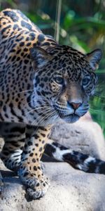 Jaguar,Gato Montés,Bozal,Animales,Depredador,Gato Salvaje