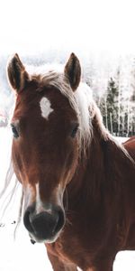 Neige,Museau,Muselière,Animaux,Cheval