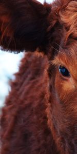 Muzzle,Animals,Wool,Eyes,Cow