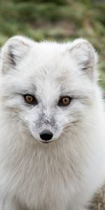 Muzzle,Arctic Fox,Fur,Polar Fox,Animals,Predator