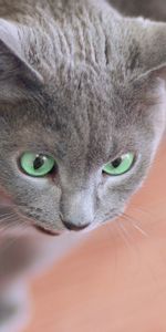 Muzzle,Astonishment,Surprise,Cross Eyed,Animals,Grey,Cat