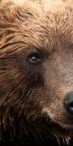 Muzzle,Bear,Animals,Kamchatka Bear