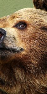 Muzzle,Bear,Satisfied,Content,Animals,Eyes