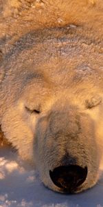 Muzzle,Bear,Sleep,Polar Bear,Animals,Snow,Dream