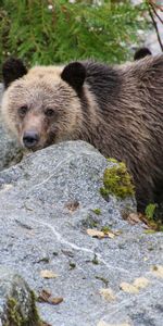 Muzzle,Bear,Sweetheart,Nice,Brown Bear,Animals