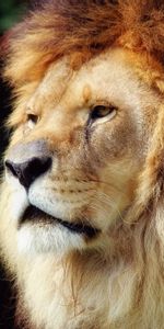 Muzzle,Beautiful,Animals,Old,Lion,Mane