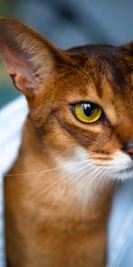 Muzzle,Beautiful,Opinion,Sight,Abyssinian Cat,Animals,Cat