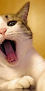 Muzzle,Beautiful,To Yawn,Yawn,Animals,Cat